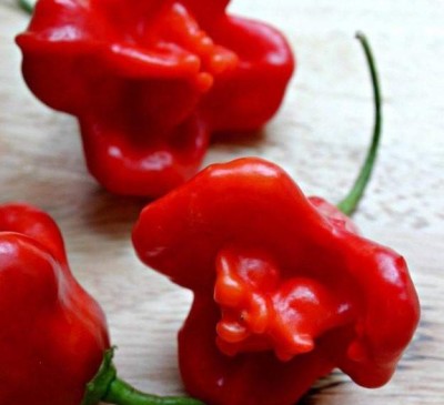 Chilli Pepper Brazilian Starfish